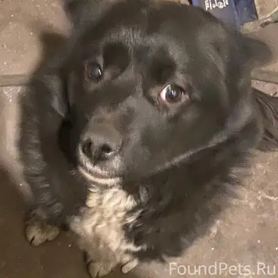 Пропала Лайка Гайка, Шахта Воркутинская