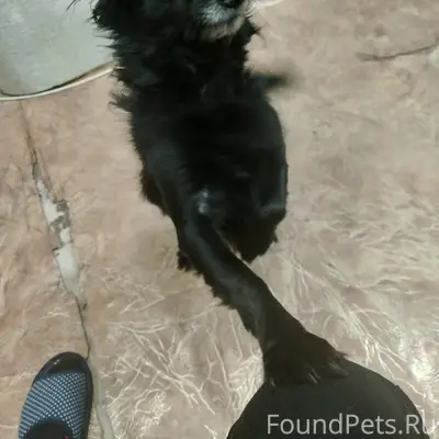 Пропал мальчик (собака) Мики, Тубанкуль