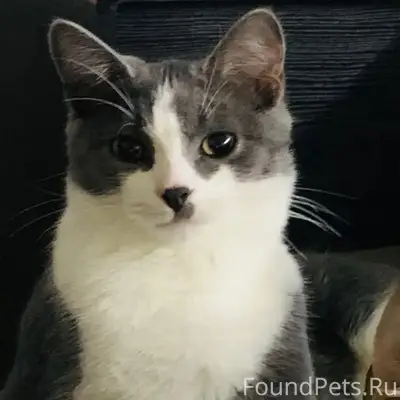 Пропал кот, ул. Лочехина 11