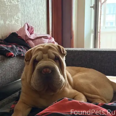 Пропала собака, [место: психбольница, частный сектор]