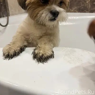 Найден Ши-тцу, Тракторная ул.