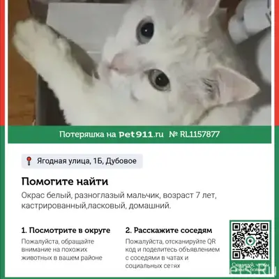 Пропал кот Демя, п. Дубовое