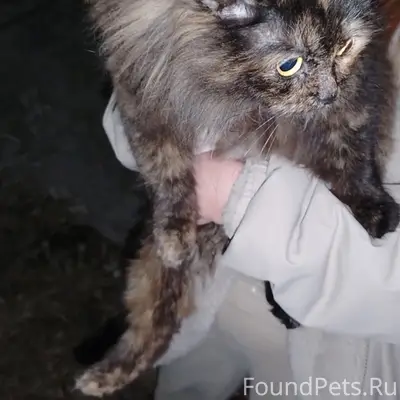 Найдена кошка, Советский район