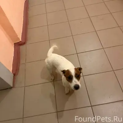 Найден белый пёс, Московский микрорайон, Брянск