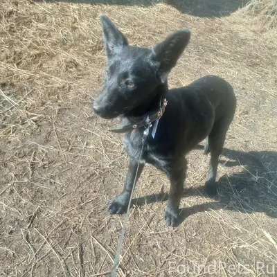 Найден щенок, парк Берендеевка