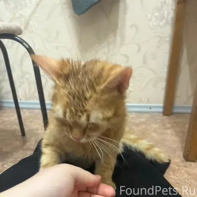 Пропал рыжий кот, СЗР