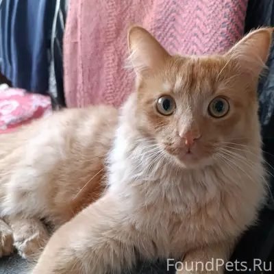 Пропал кот Симба, Ижевск, ул. Ворошилова