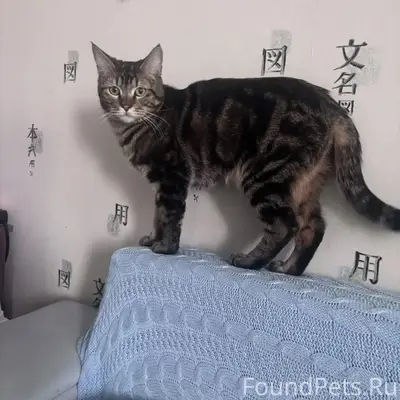 Пропал кот, Улица Чайковского