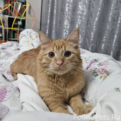 Пропал рыжий котёнок, Ржев