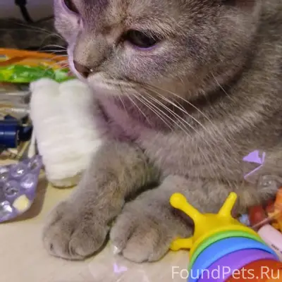 Найдена кошка, возраст около года