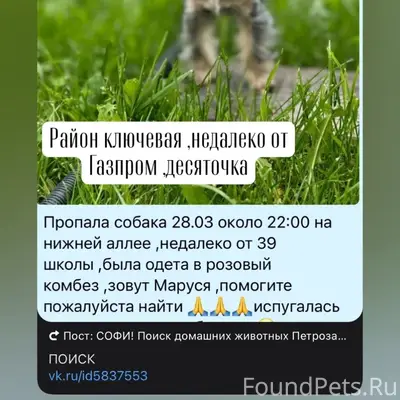 Пропала собака