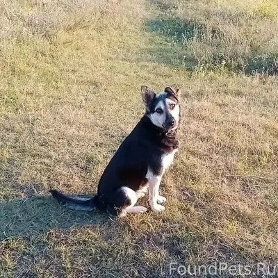 Пропала собака, Т И З