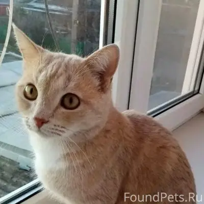 Пропал крупный кот Коржик, рыжего окраса