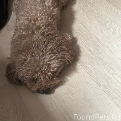 Пропал той пудель, район Гастелло