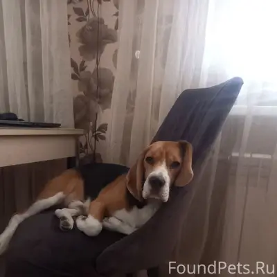 Пропал бигль Барни, ул. Генерала Черняховского