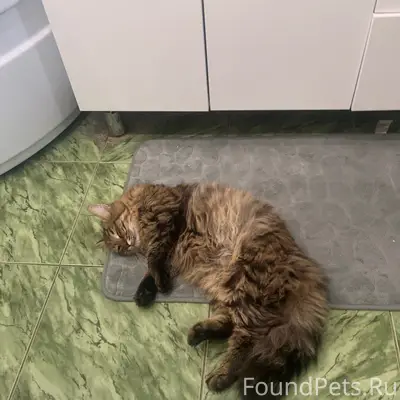 Пропал кот, улица Грачева, с. Ягодное