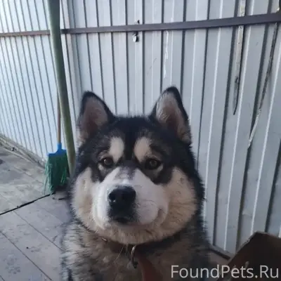 Пропал пес Арчи, район лпх