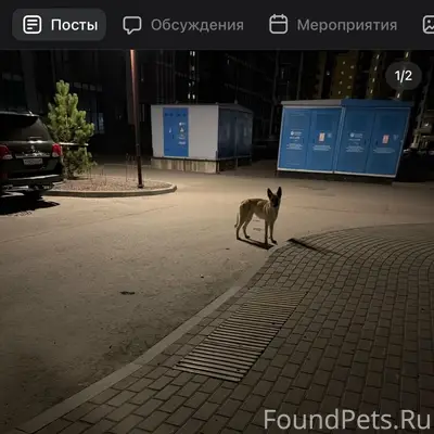 Пропал пёс, район Фьорд Плазы