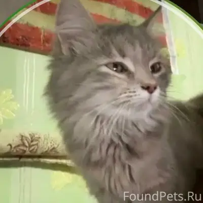 Пропала кошка Ритка, Мостовая 118