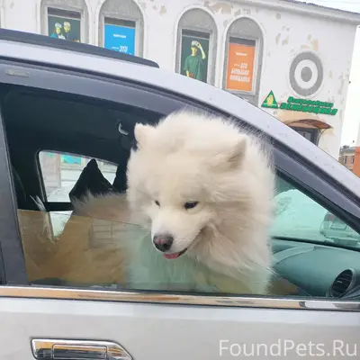 Пропал пёс, район аэродрома