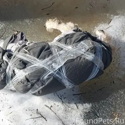 Найдена собака, Ликино-Дулёво