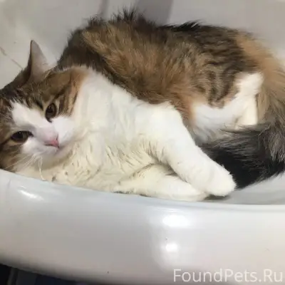 Пропала кошка Миюша, Социалистическая улица
