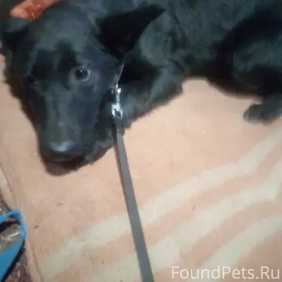 Найден тип собака, парк Берендеевка