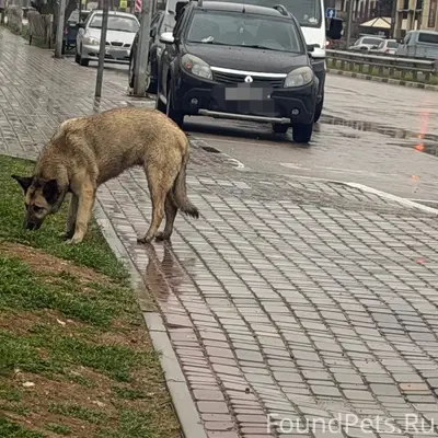 Пропала собака, Евпатория, район школ