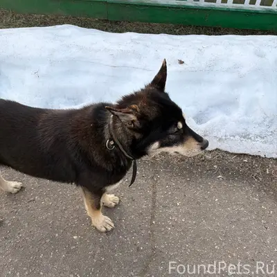 Найден пёс, улица Кирова