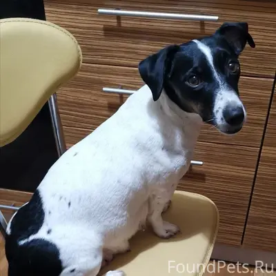 Пропала Джек-Рассел-терьер Белла, с. Приятное Свидание