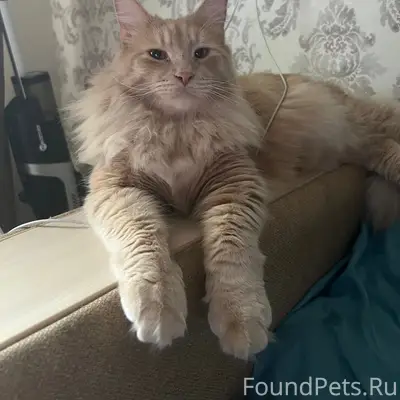 Пропал кот Саймон, Звенигородская 2, Гайва