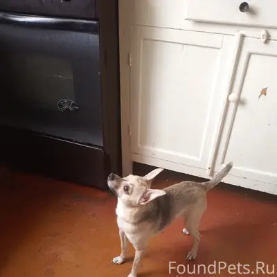 Пропала собака, нет данных о породе и месте пропажи