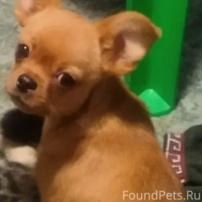 Пропал тойтерьер Гоша, ст. Северская