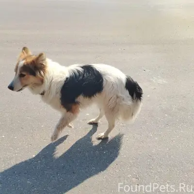 Найдена собака, хромает, минская трасса