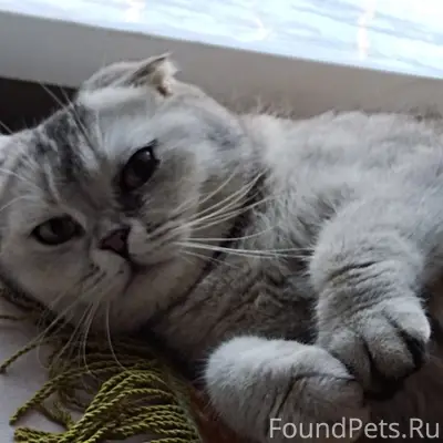 Найдена кошка Марго, ул. Можайского
