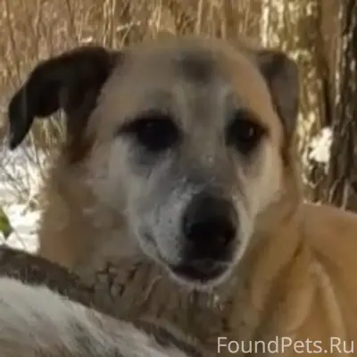 Пропала собака, рыжий окрас, без местоположения