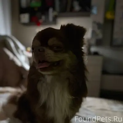 Найден чихуахуа, район Ипподромной