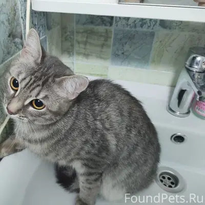 Найдена кошка, улица Комкова, Омск