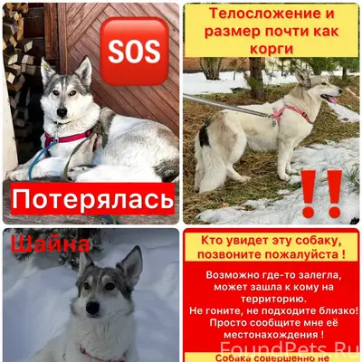Пропала собака Шайна, мкрн Солнечный, пос. Озёрный