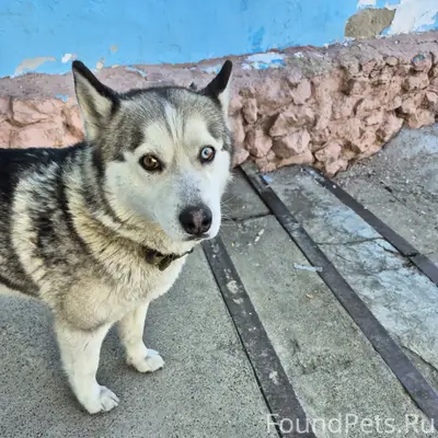 Найден хаски с гетерохромией, территория загородного лагеря