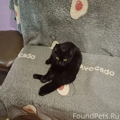 Найдена кошка, Карла Маркса