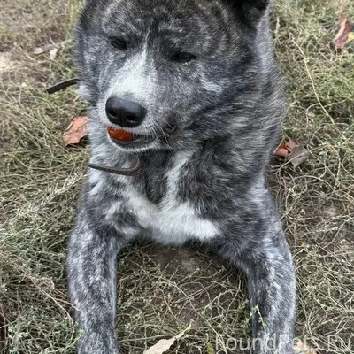 Пропала собака