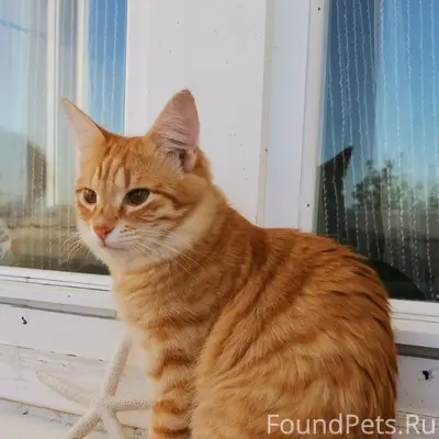 Пропал кот, улица Фатьянова