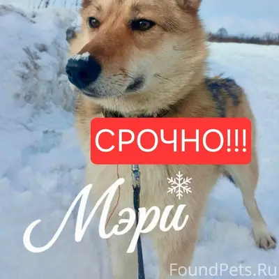 Пропала собака Мэри, г. Новодвинск