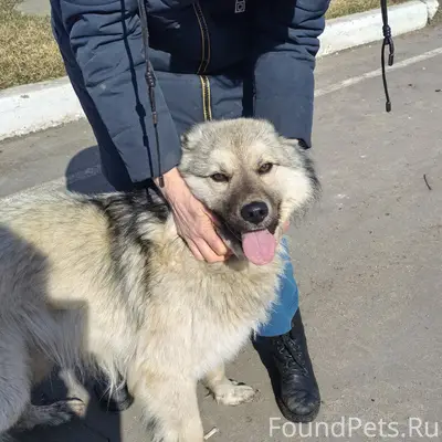 Найден щенок, предприятие