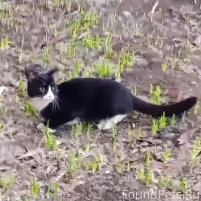 Найден котёнок-подросток, ул. Волгоградская