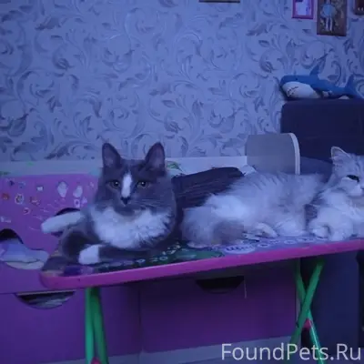 Пропал кот, улица Вокзальная