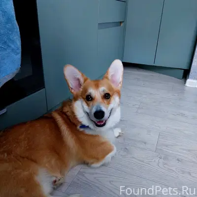 Пропал корги Коржик, остановка 'Жукова'