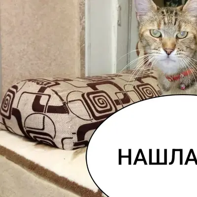 Найдена кошка Ляся, район Пожарова