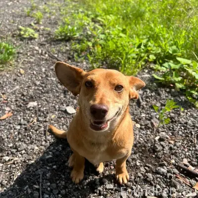 Пропал метис таксы Бобби, Дедовск